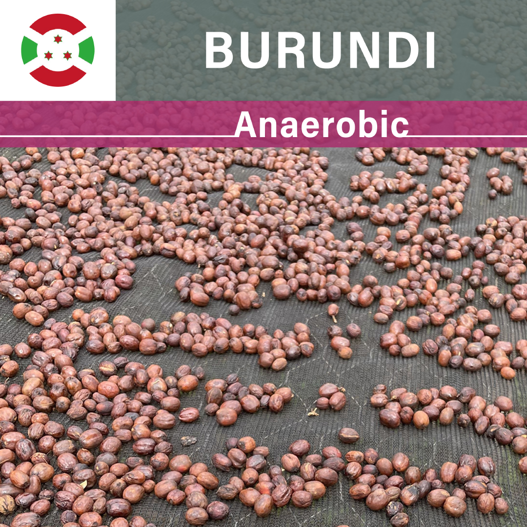 Burundi Karambo WS Anaerobic(22/23年クロップ)