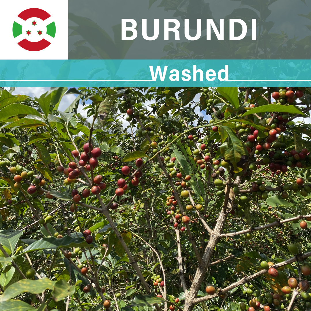 Burundi Karambo WS Washed(22/23年クロップ)