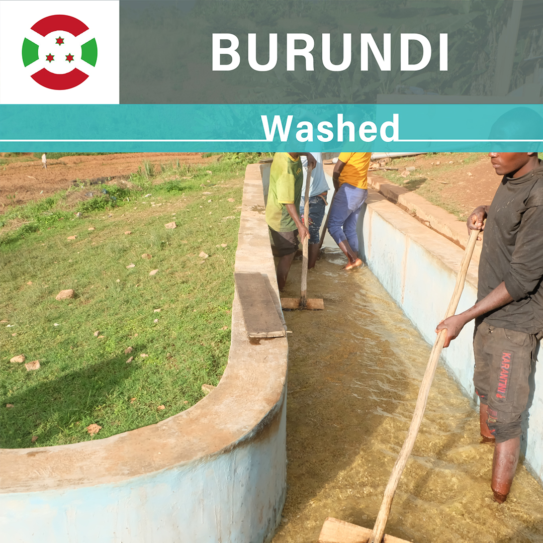 Burundi Busasa Washed(23/24年クロップ)