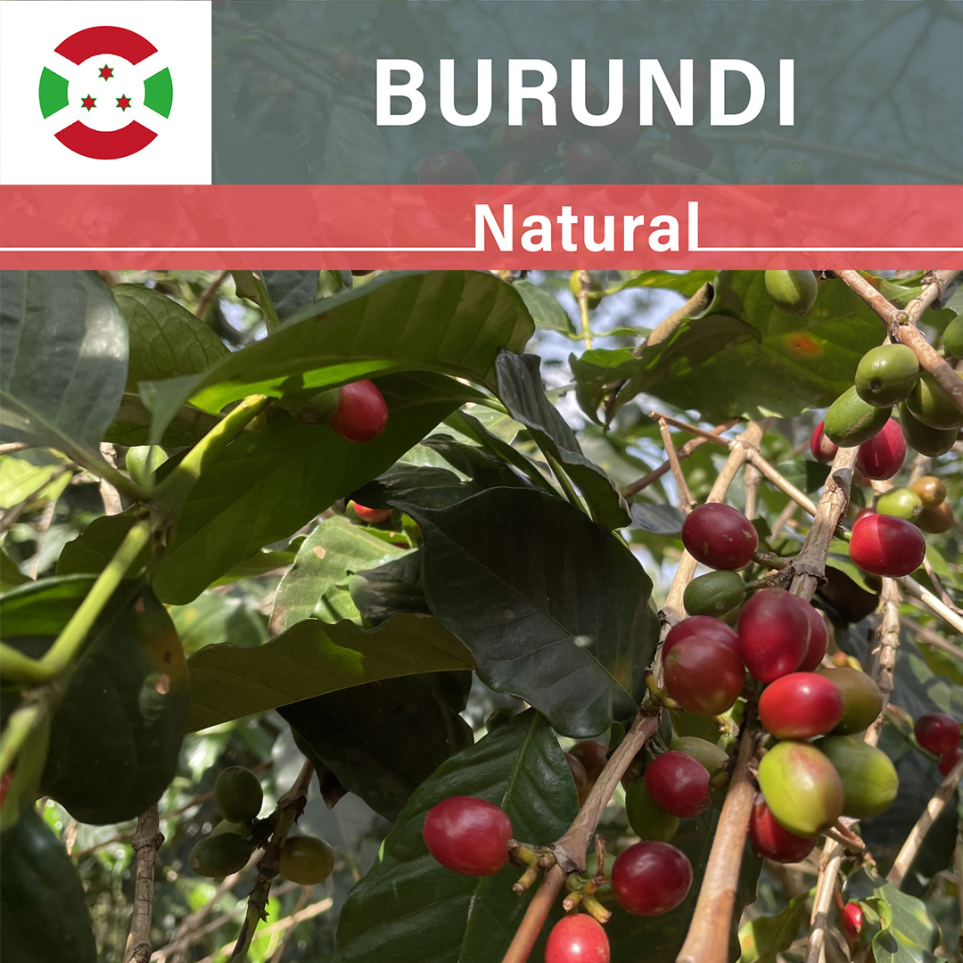 Burundi Karambo Natural(23/24年クロップ)