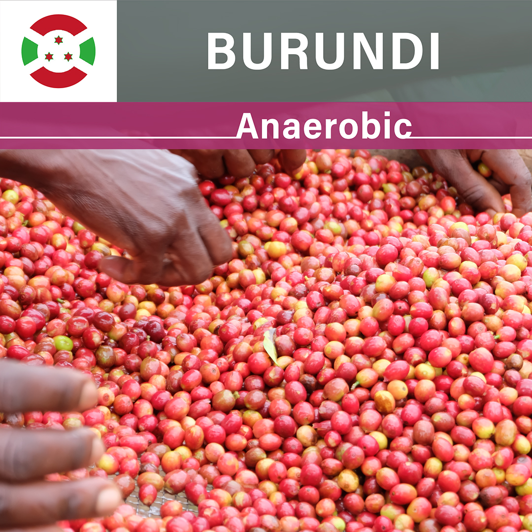 Burundi Kayave Anaerobic(23/24年クロップ)