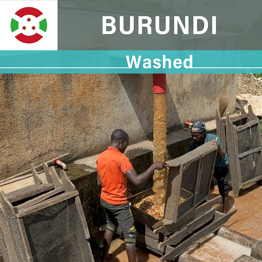 Burundi Karambo Washed(24/25年クロップ)