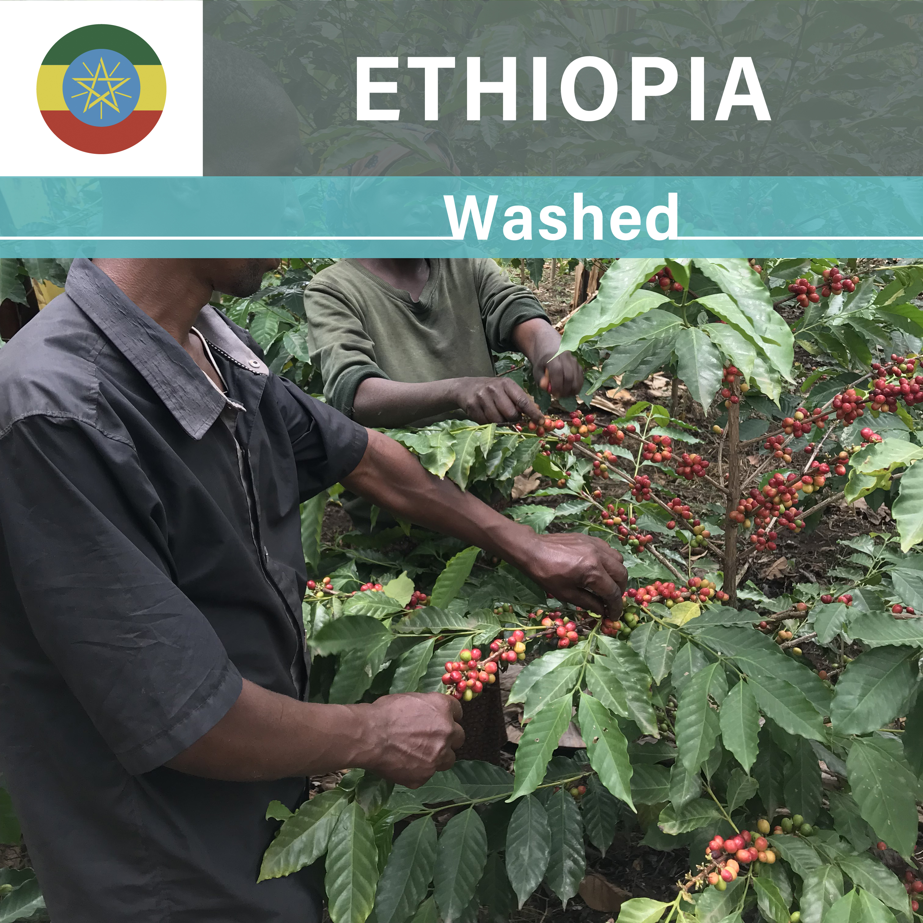 Ethiopia Haru WS Washed (21/22年クロップ)