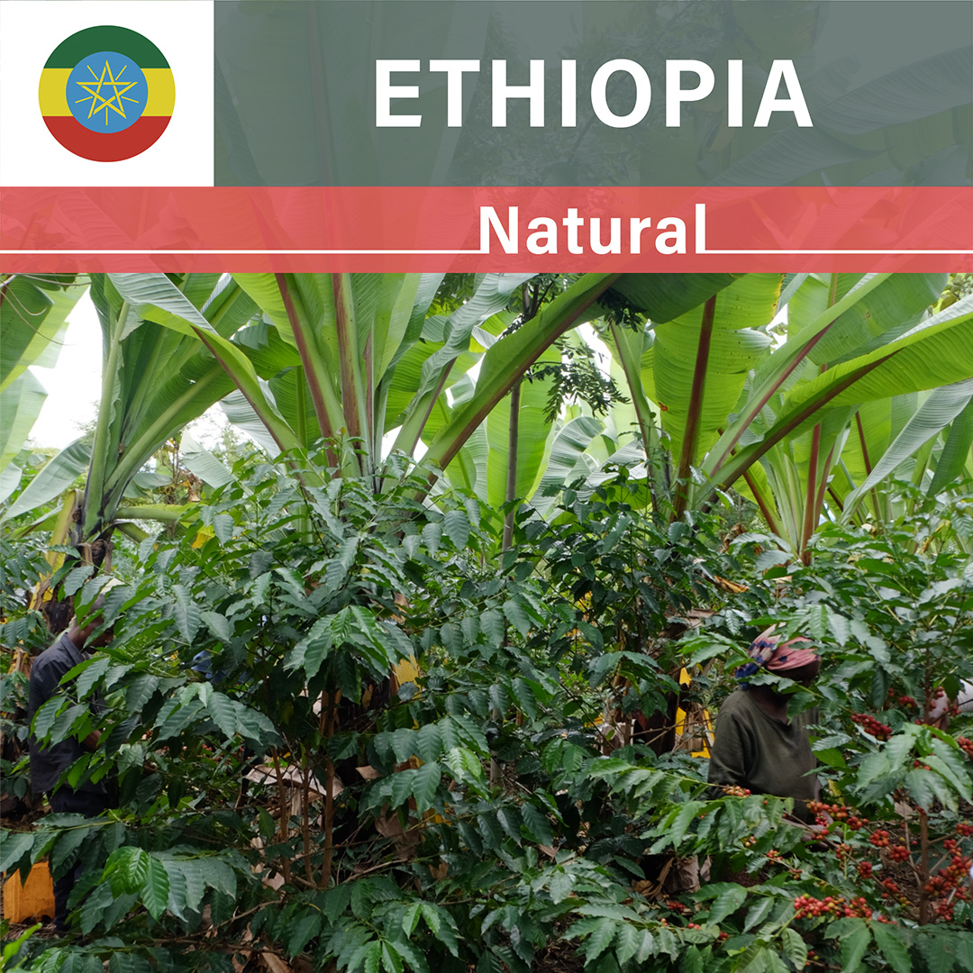 Ethiopia Chelbesa Natural(22/23年クロップ)