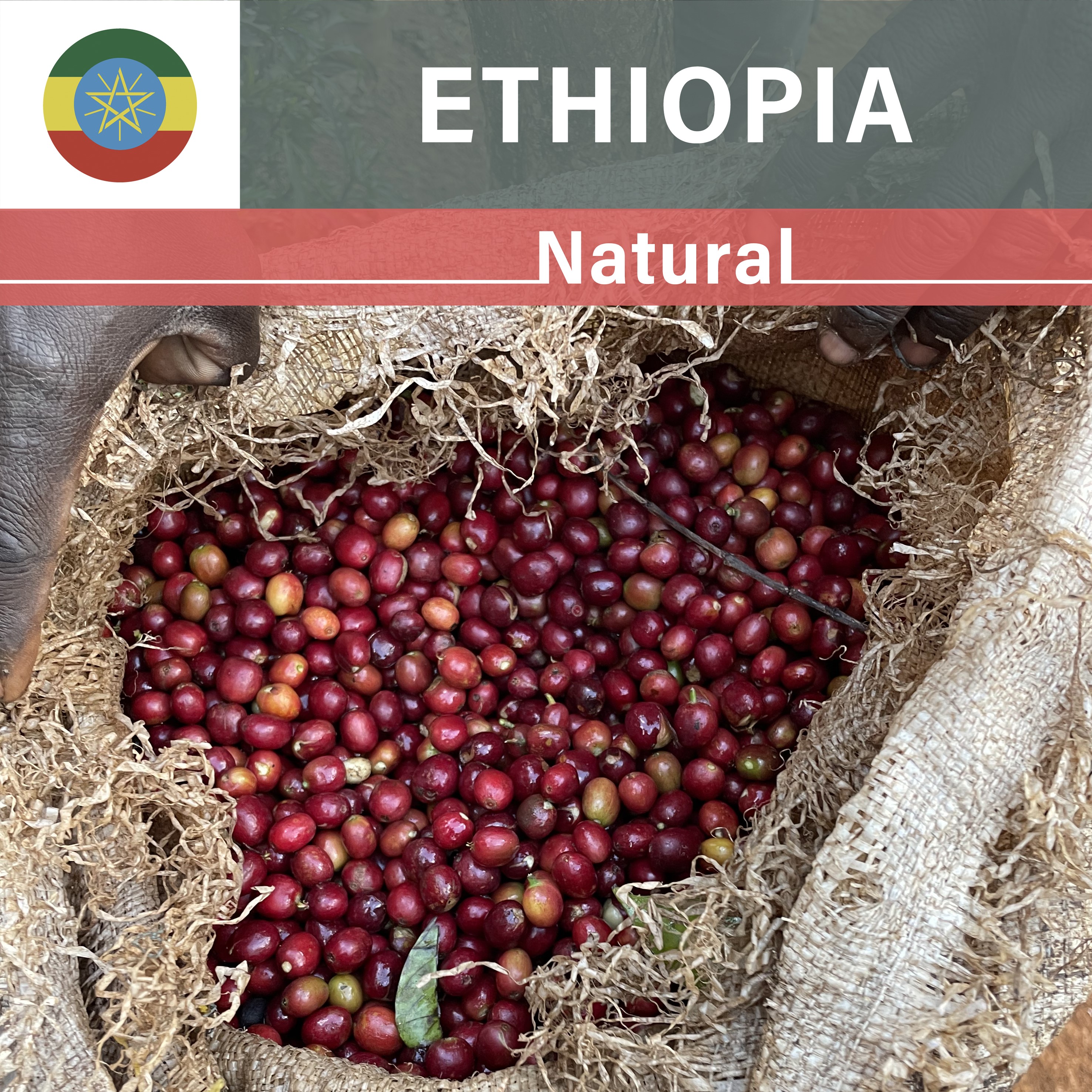 Ethiopia Chire Natural(22/23年クロップ)