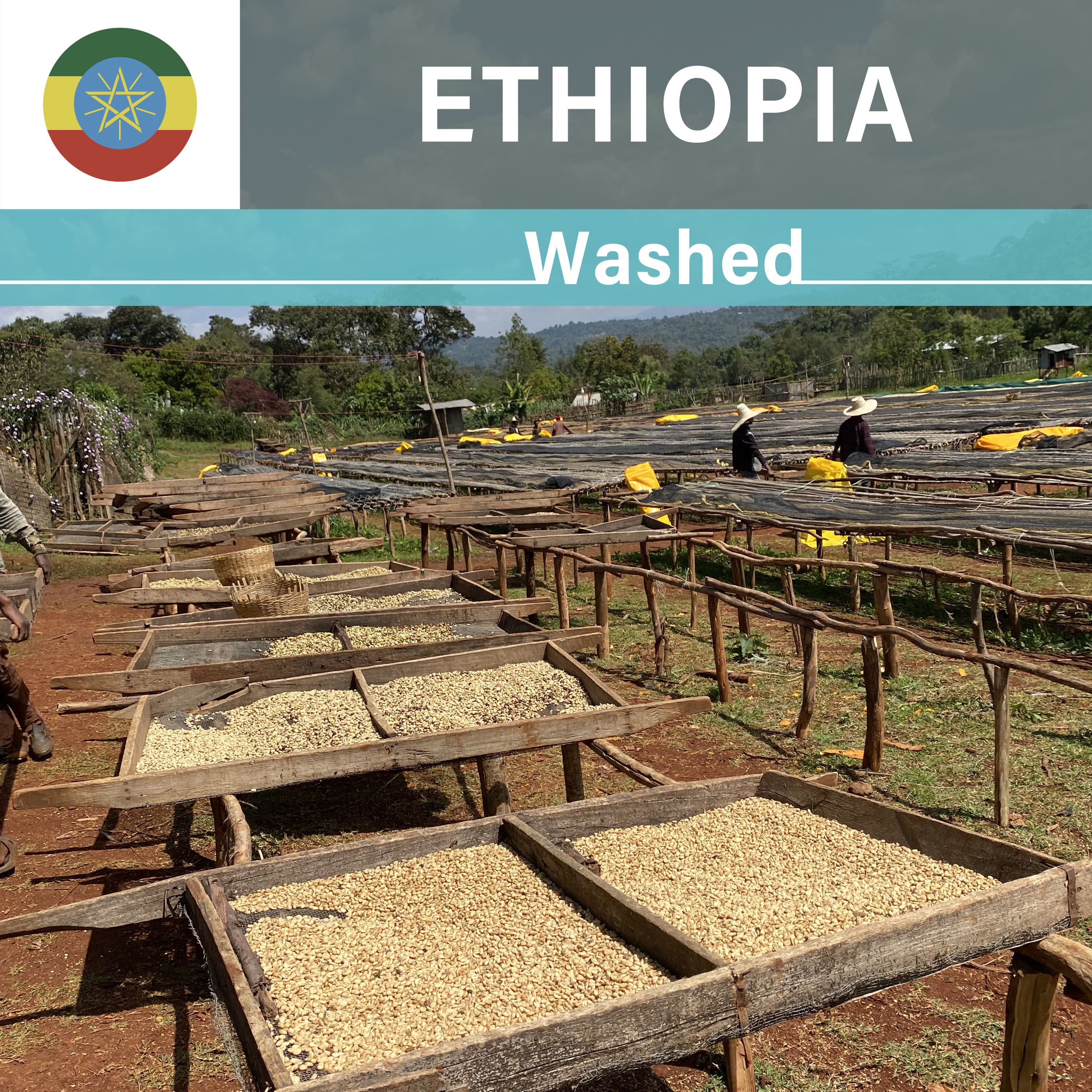 Ethiopia Chire Washed(22/23年クロップ)