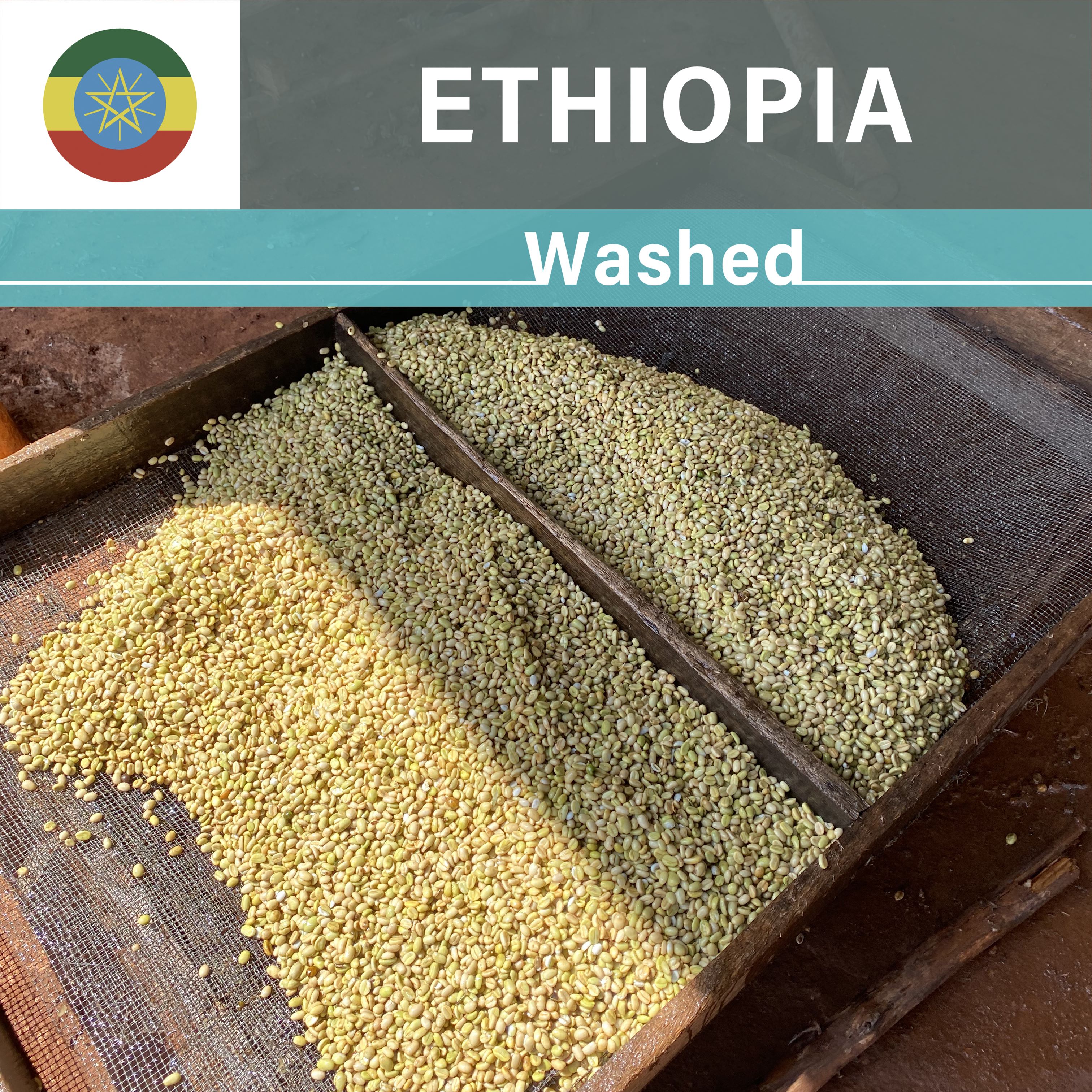 Ethiopia Gera Washed(22/23年クロップ)