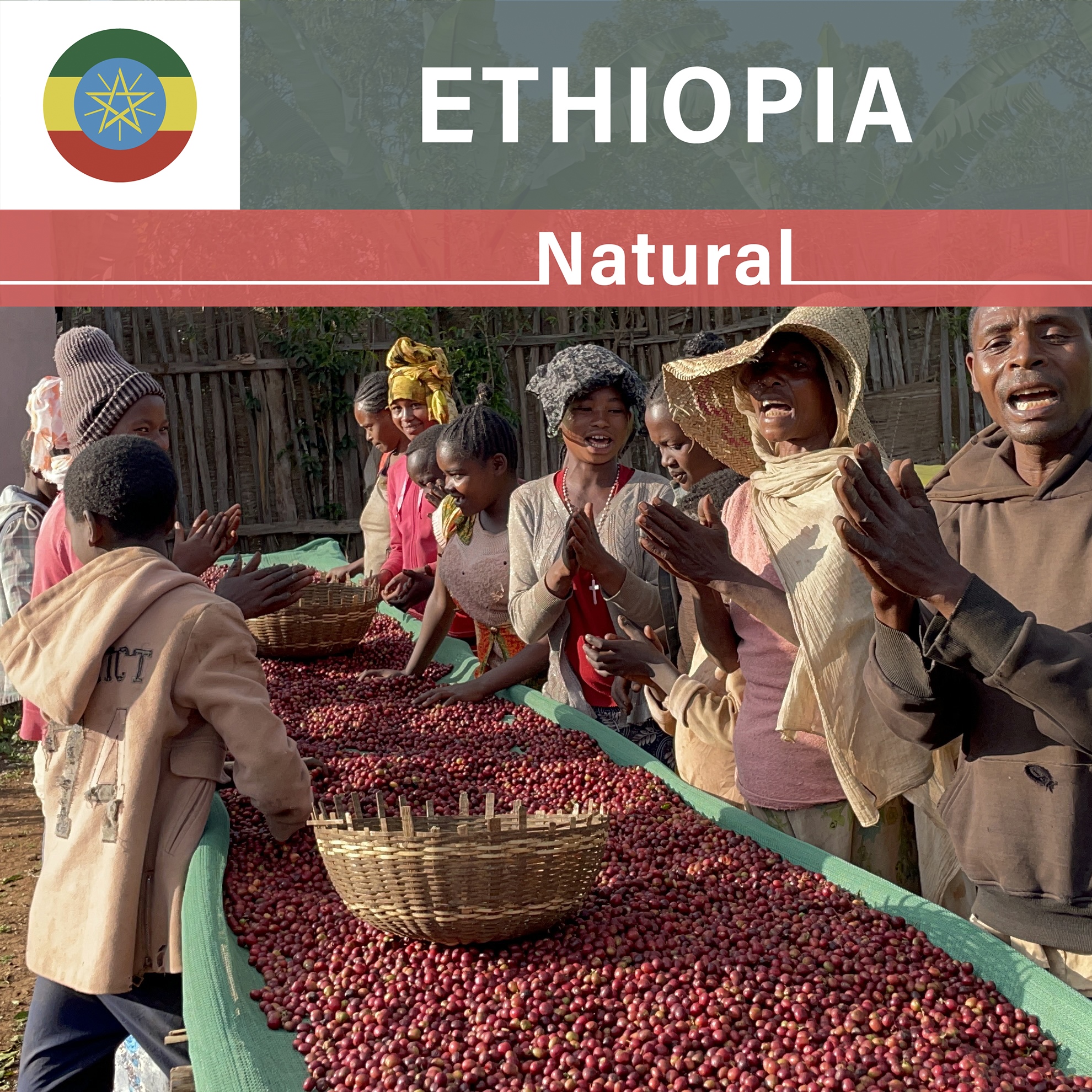 Ethiopia Idido Haile Natural(22/23年クロップ)