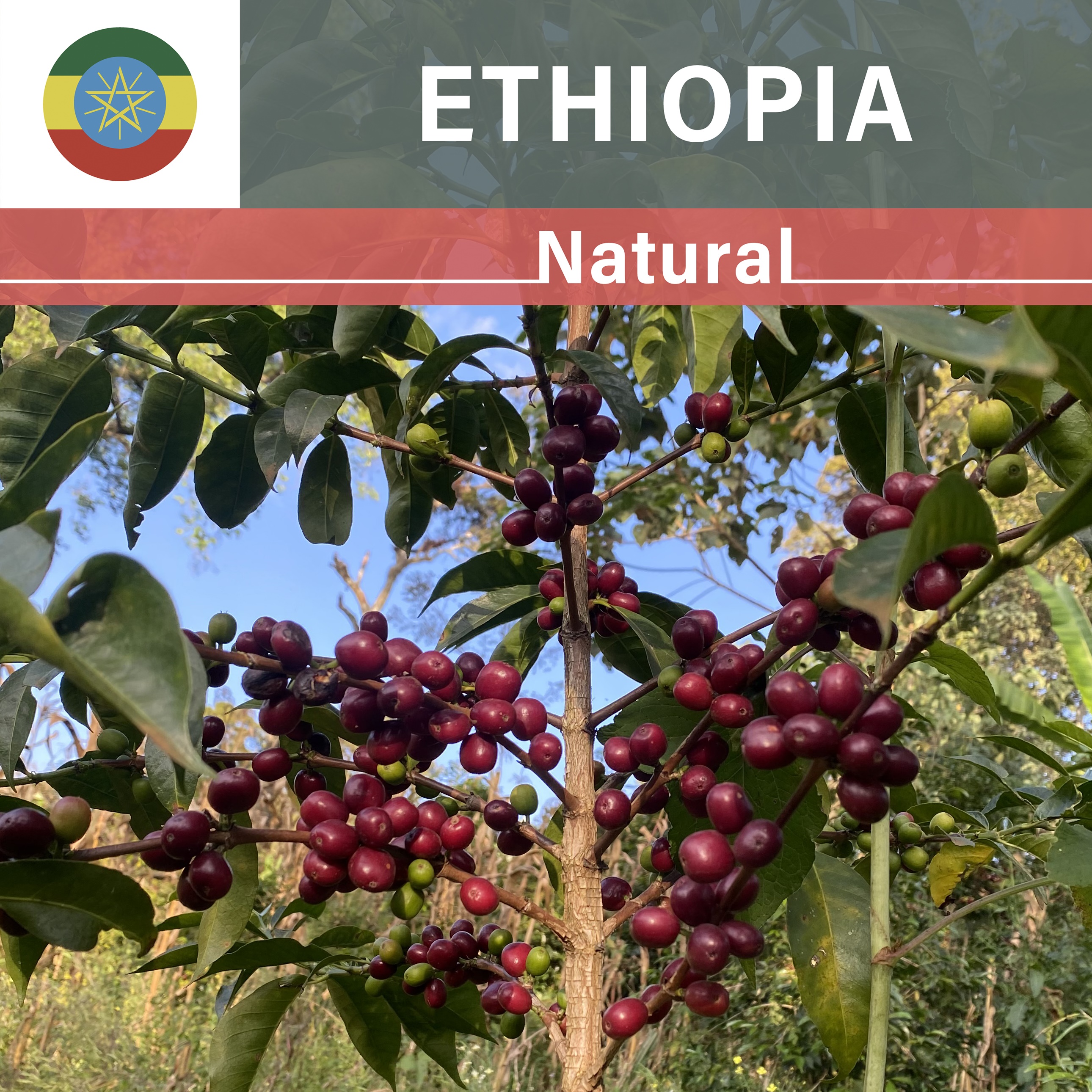 Ethiopia Idido Melese Natural(22/23年クロップ)