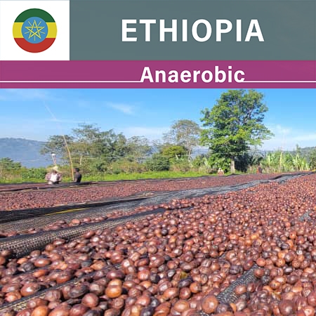 Ethiopia Tirtira Guyo Anaerobic Natural(22/23年クロップ)