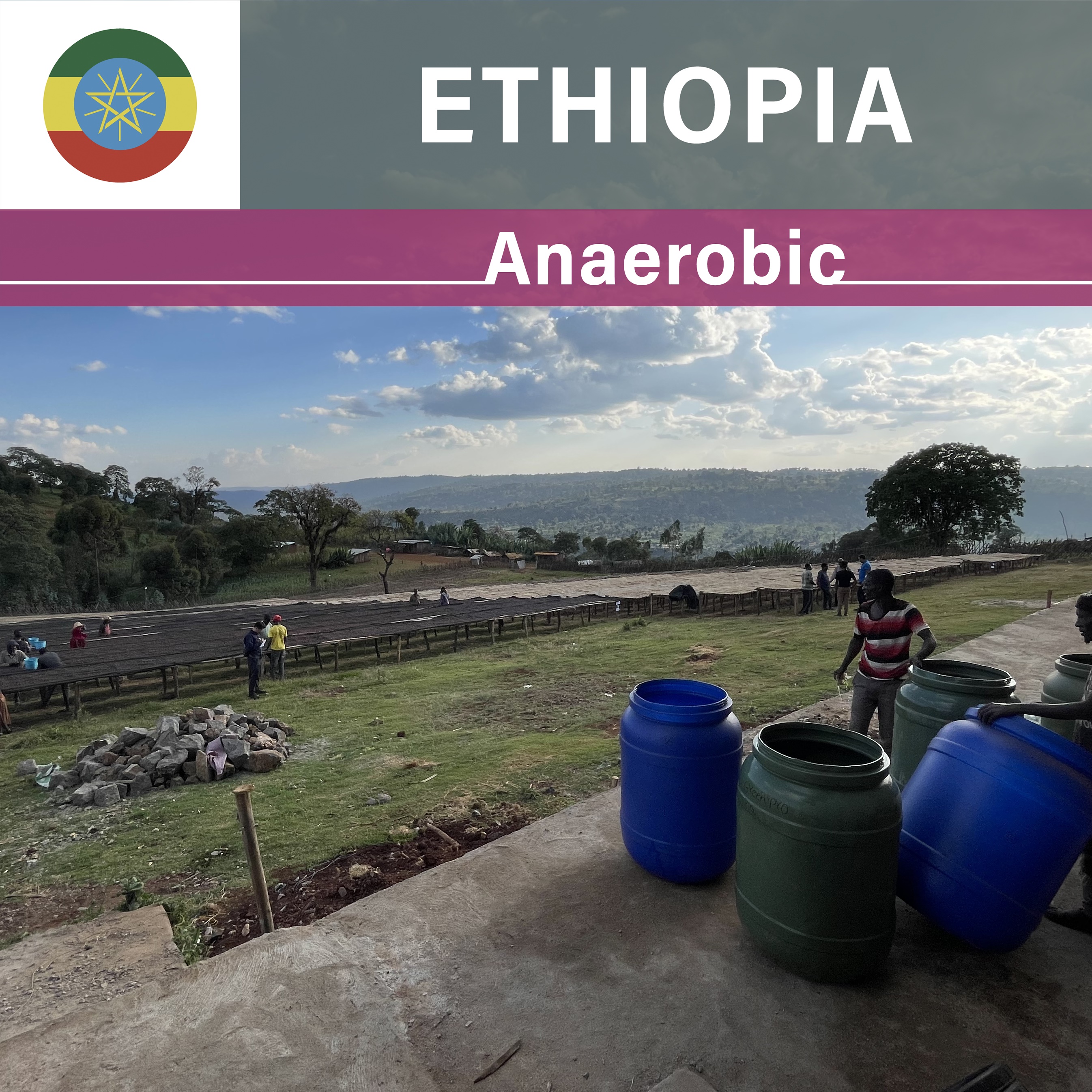 Ethiopia Buku Saysa Anaerobic Natural(22/23年クロップ)