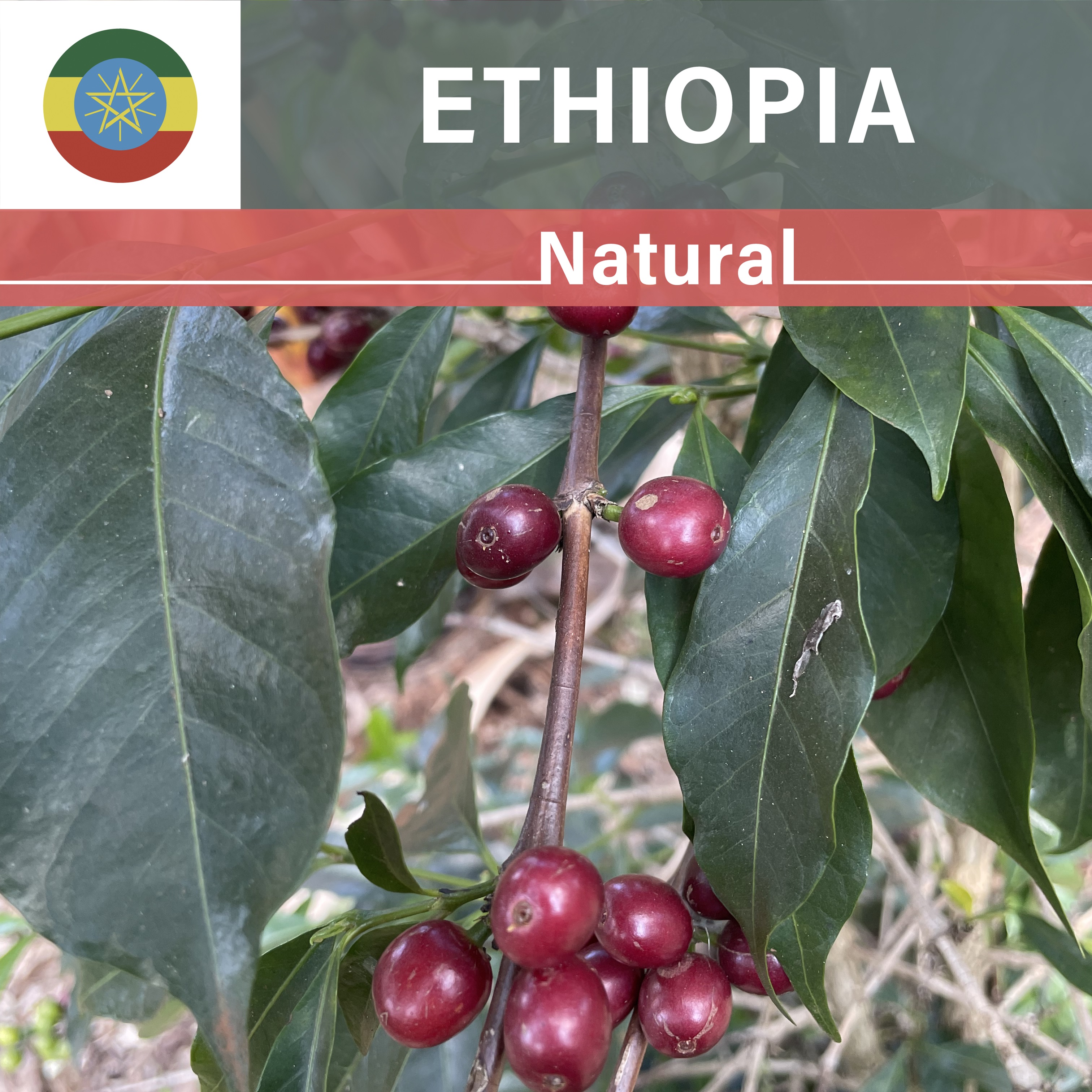 Ethiopia Shantawene Natural(22/23年クロップ)