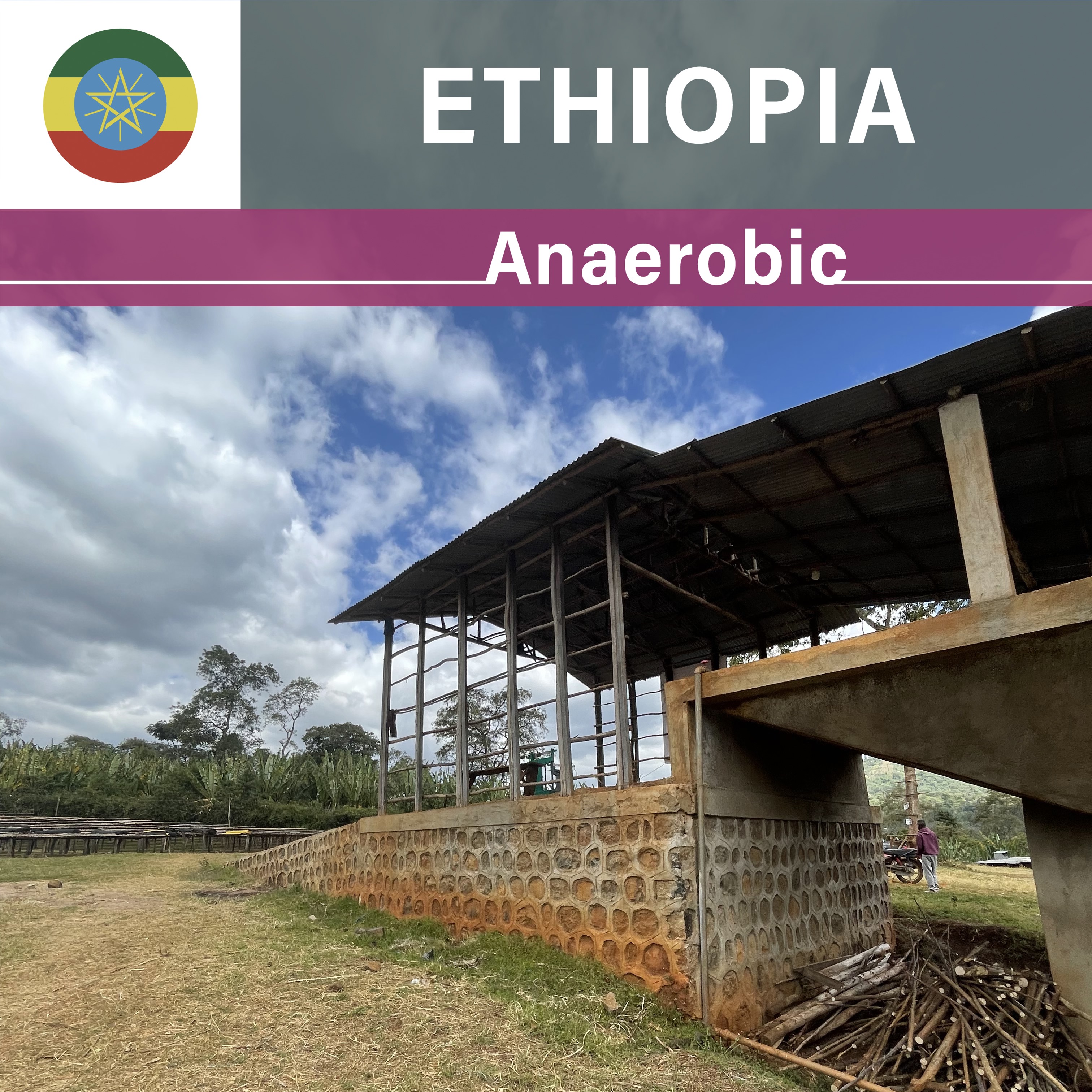 Ethiopia Taratu Anaerobic Natural(22/23年クロップ)