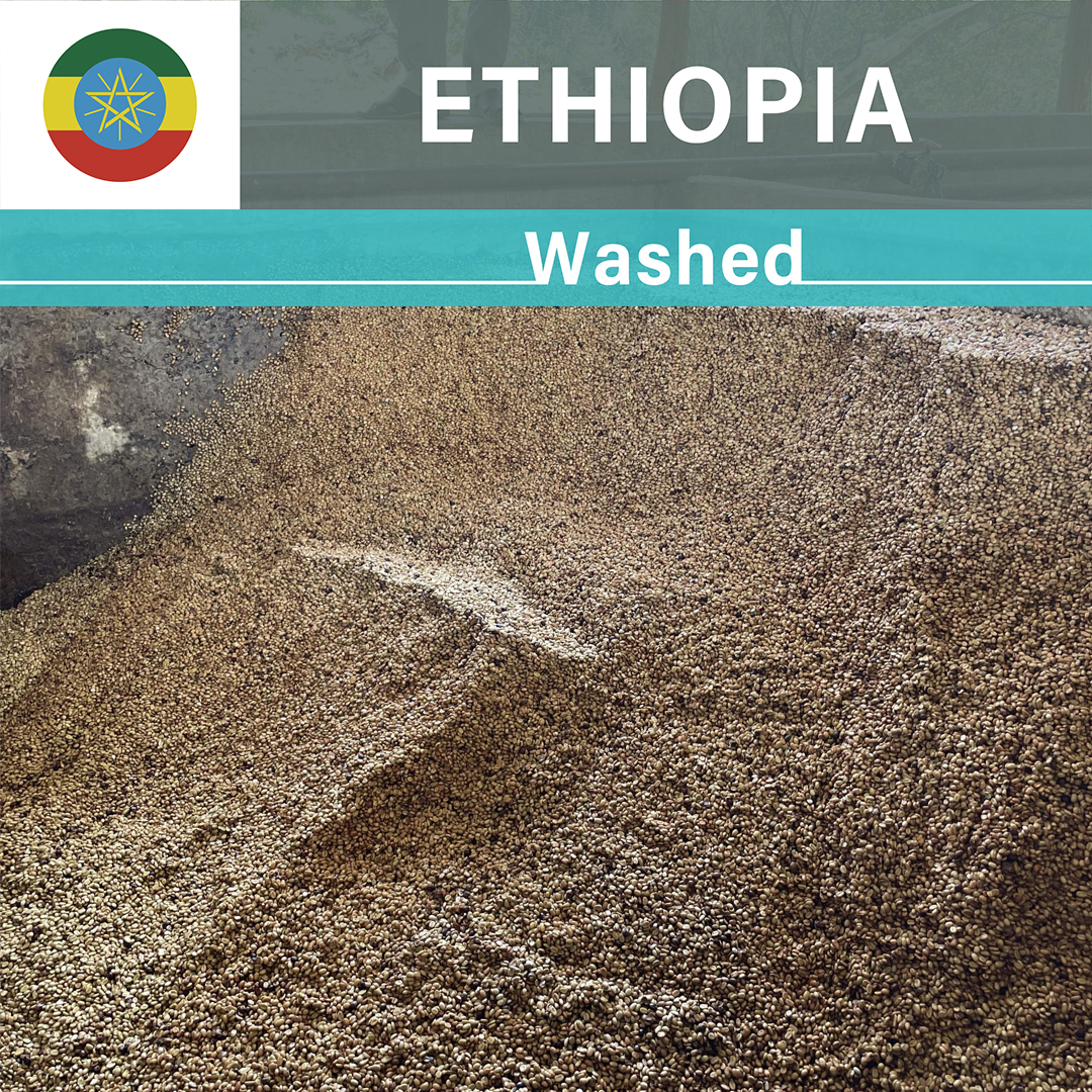 Ethiopia Worka Washed(23/24年クロップ)