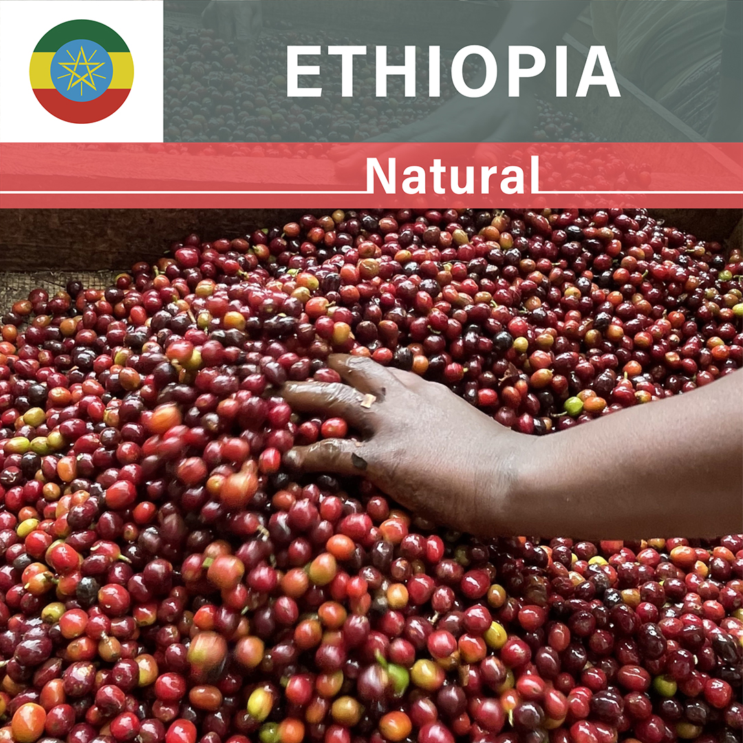 Ethiopia Idido Abreham Natural(23/24年クロップ)