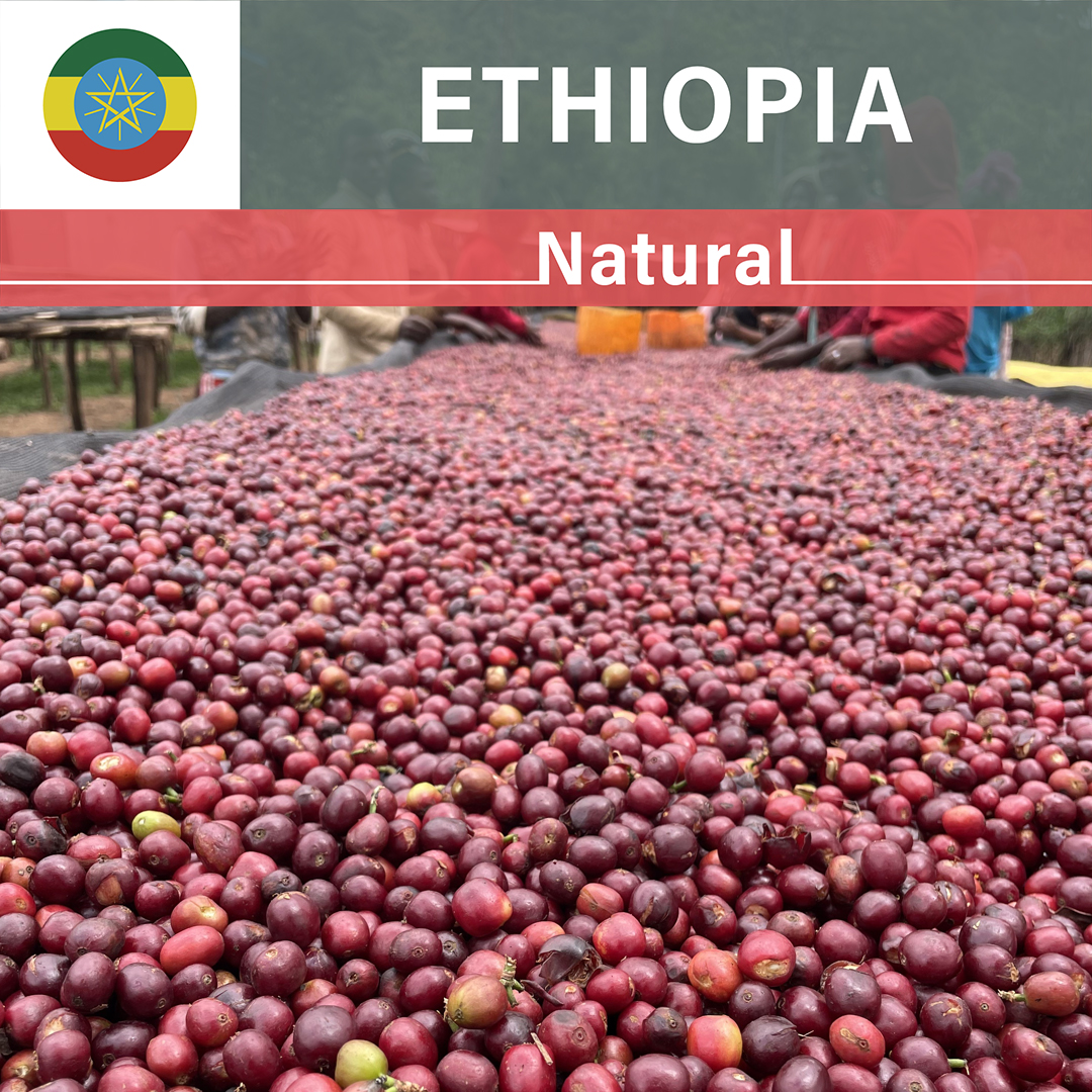 Ethiopia Idido Haile Natural(23/24年クロップ)