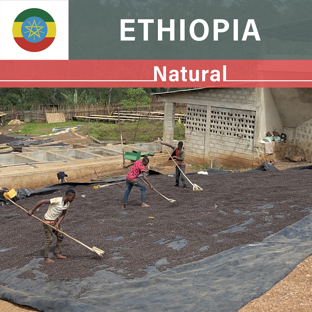 Ethiopia Idido Memiru Natural(23/24年クロップ)