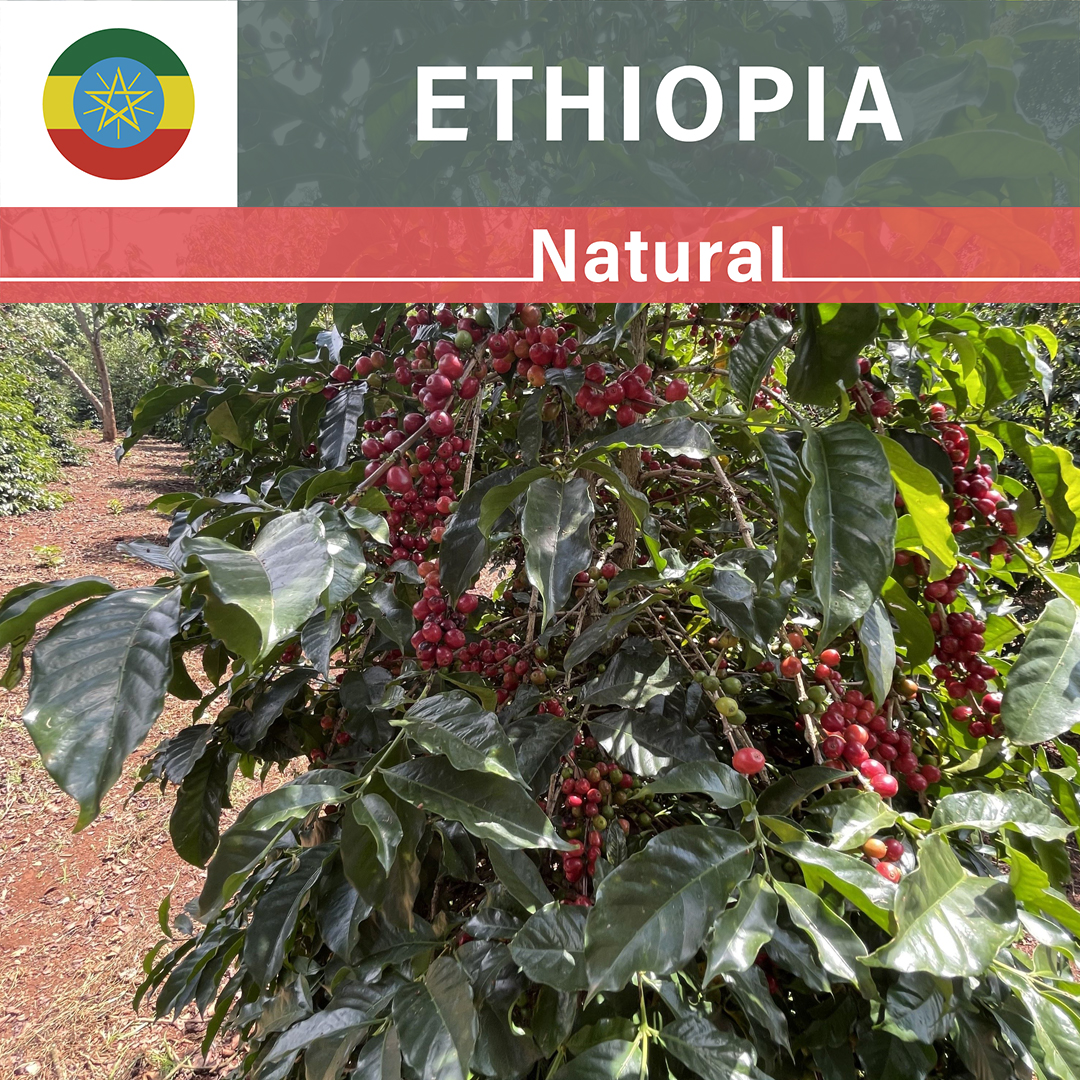 Ethiopia Idido Bayene Natural(23/24年クロップ)