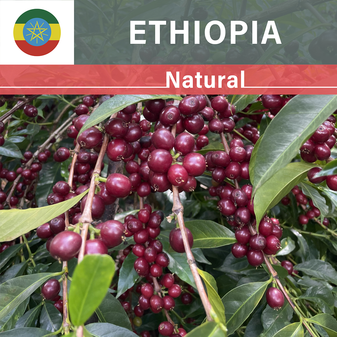 Ethiopia Chelchele Tariku Natural(23/24年クロップ)