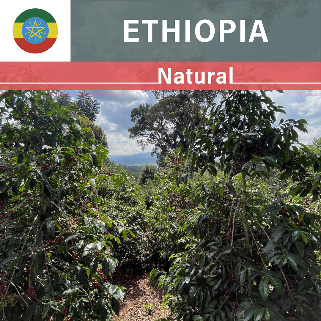 Ethiopia Taratu Wonde Natural(23/24年クロップ)