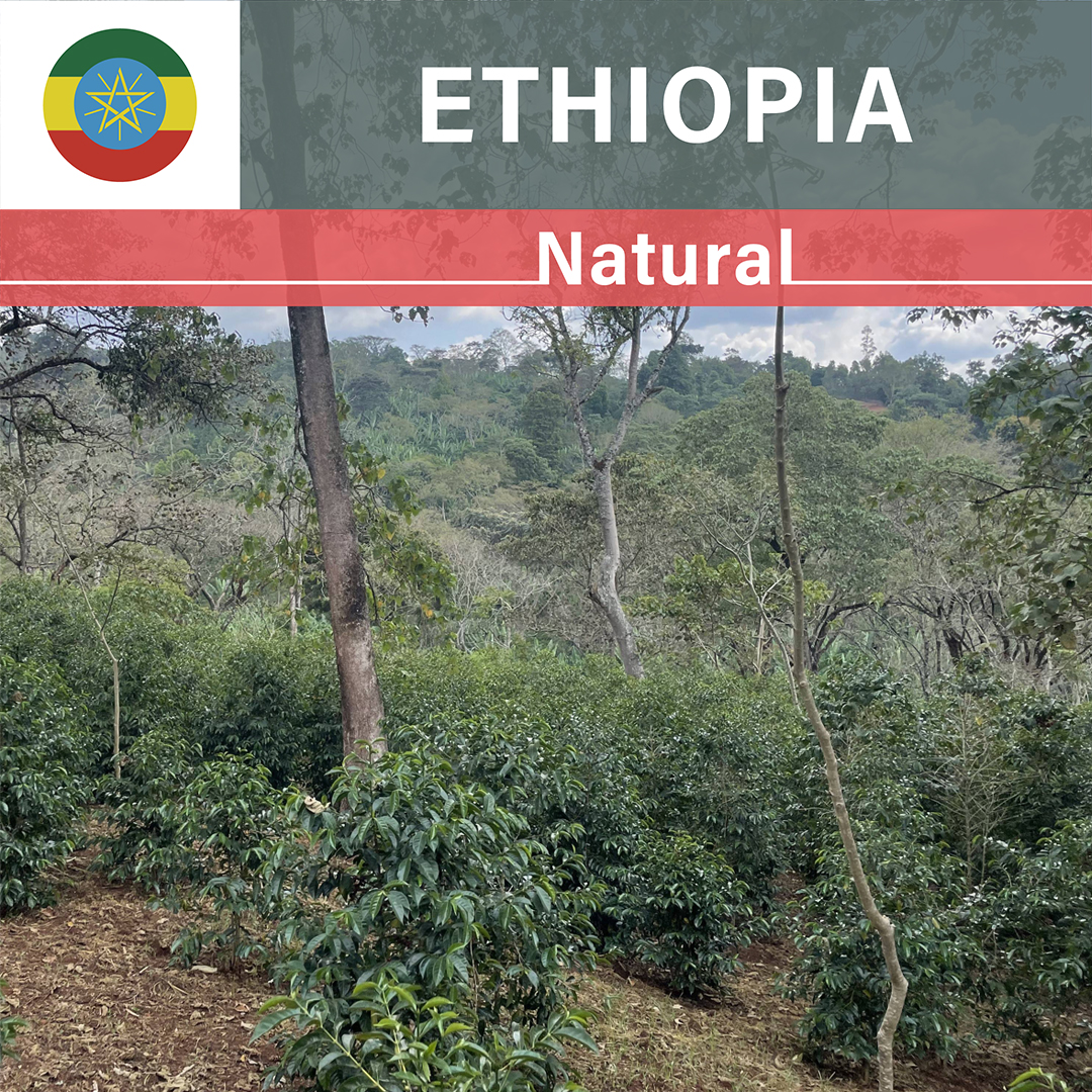 Ethiopia Taratu Belay Natural(23/24年クロップ)