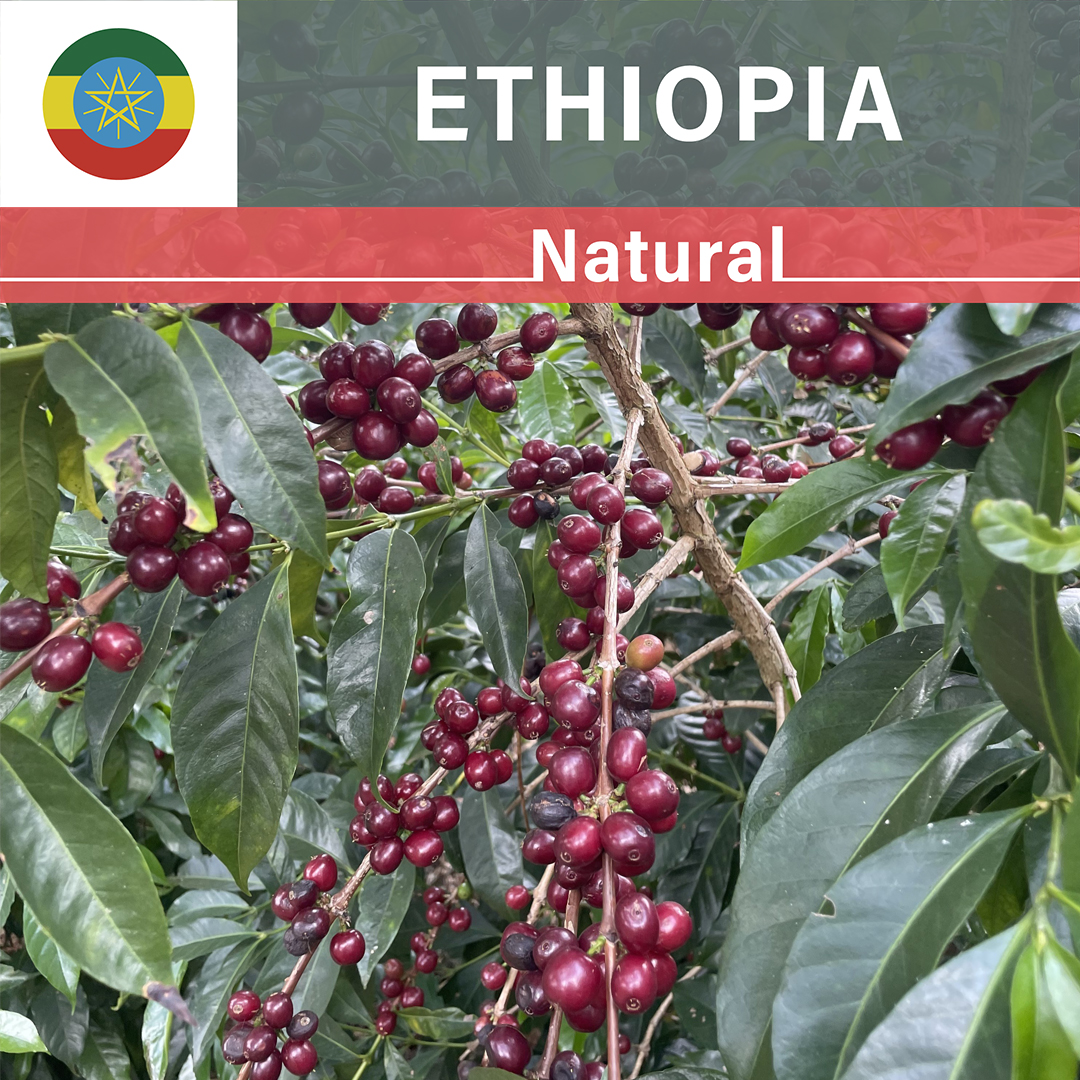 Ethiopia Chelchele Bekele Natural(23/24年クロップ)