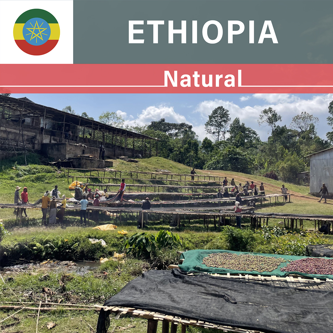 Ethiopia Chire Natural(23/24年クロップ)