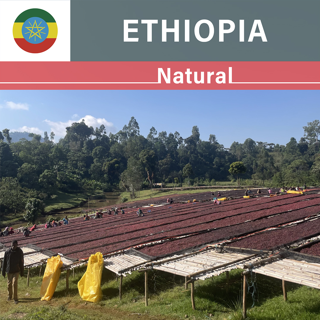 Ethiopia Karamo Natural(23/24年クロップ)