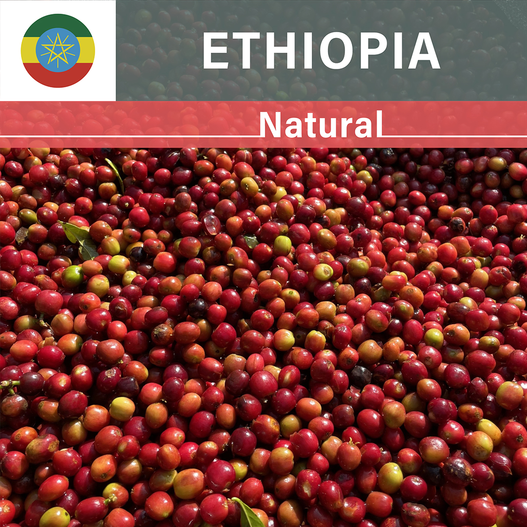 Ethiopia Bombe Natural(23/24年クロップ)