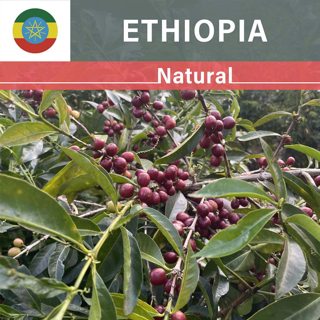 Ethiopia Shantawene Natural(23/24年クロップ)