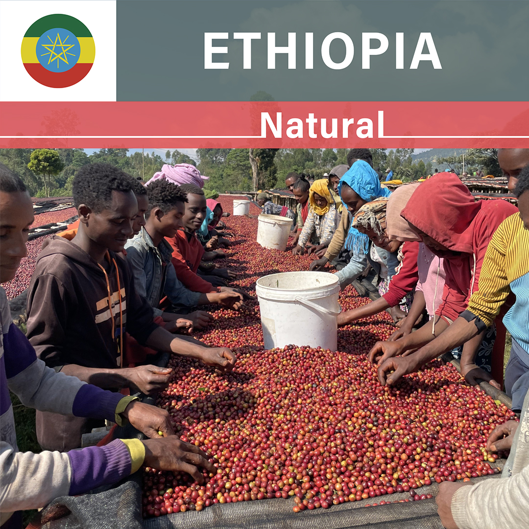 Ethiopia Silinga Natural(23/24年クロップ)