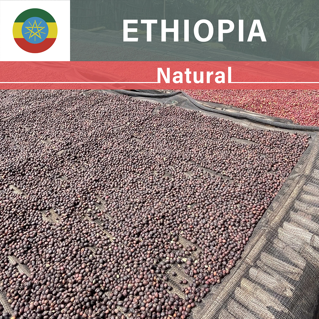 Ethiopia Sidama Natural G3 (23/24年クロップ)