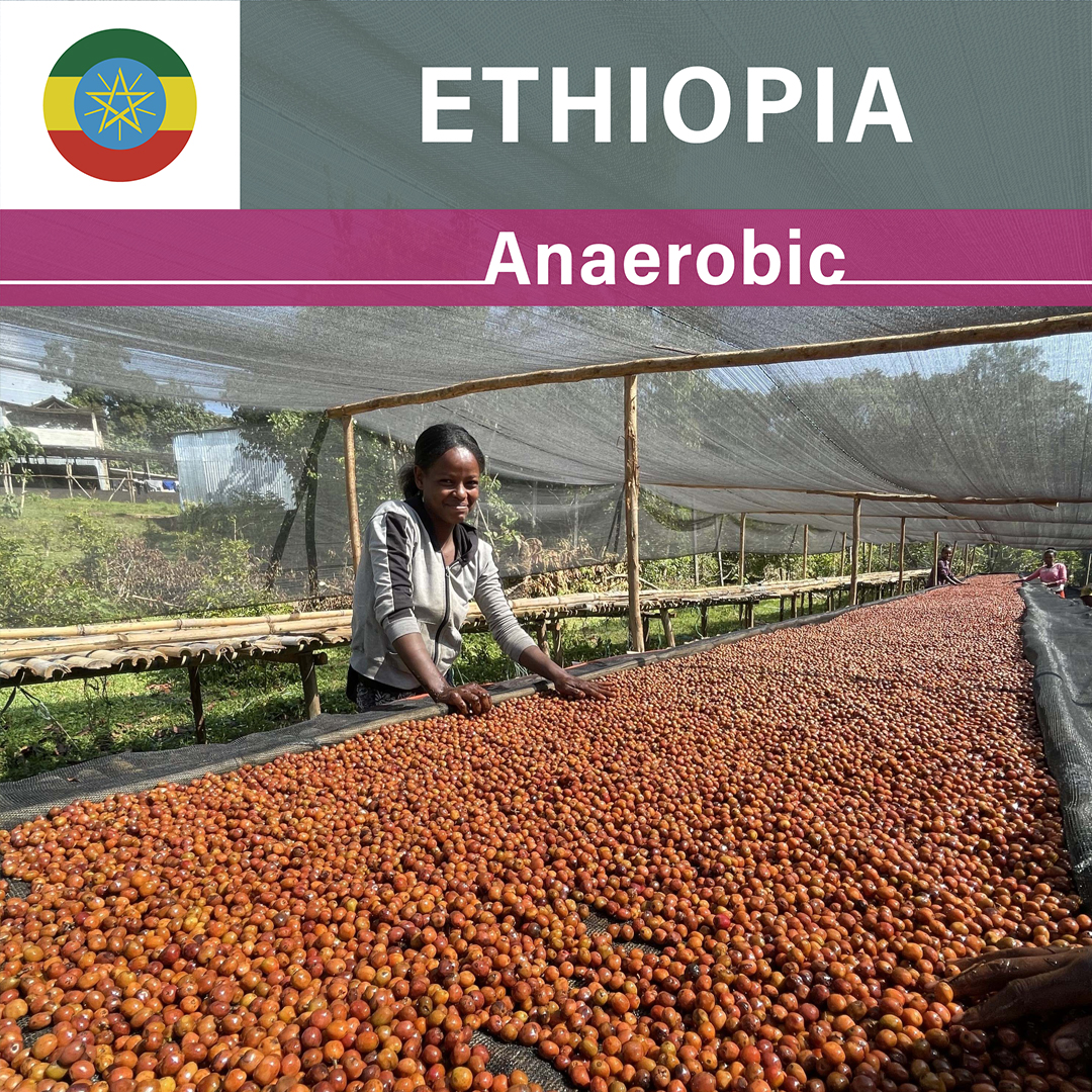 Ethiopia Karamo Anaerobic(23/24年クロップ)