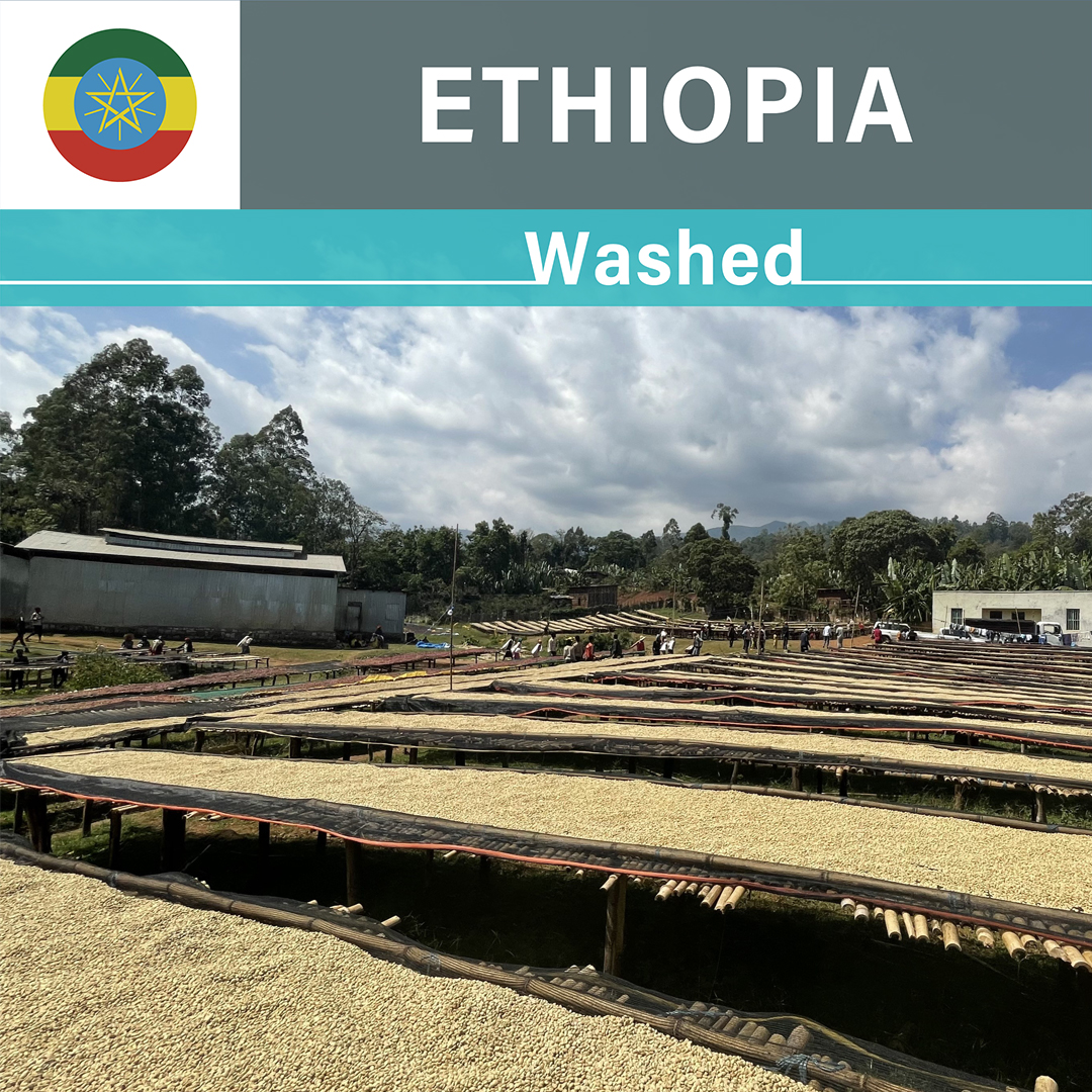 Ethiopia Chire Washed(24/25年クロップ)