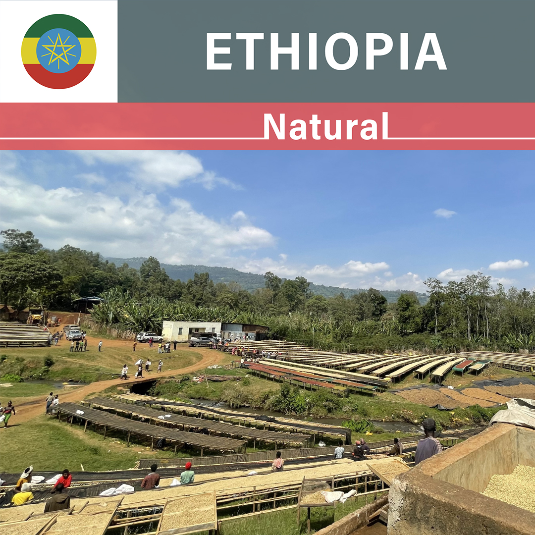 Ethiopia Chire Natural(24/25年クロップ)