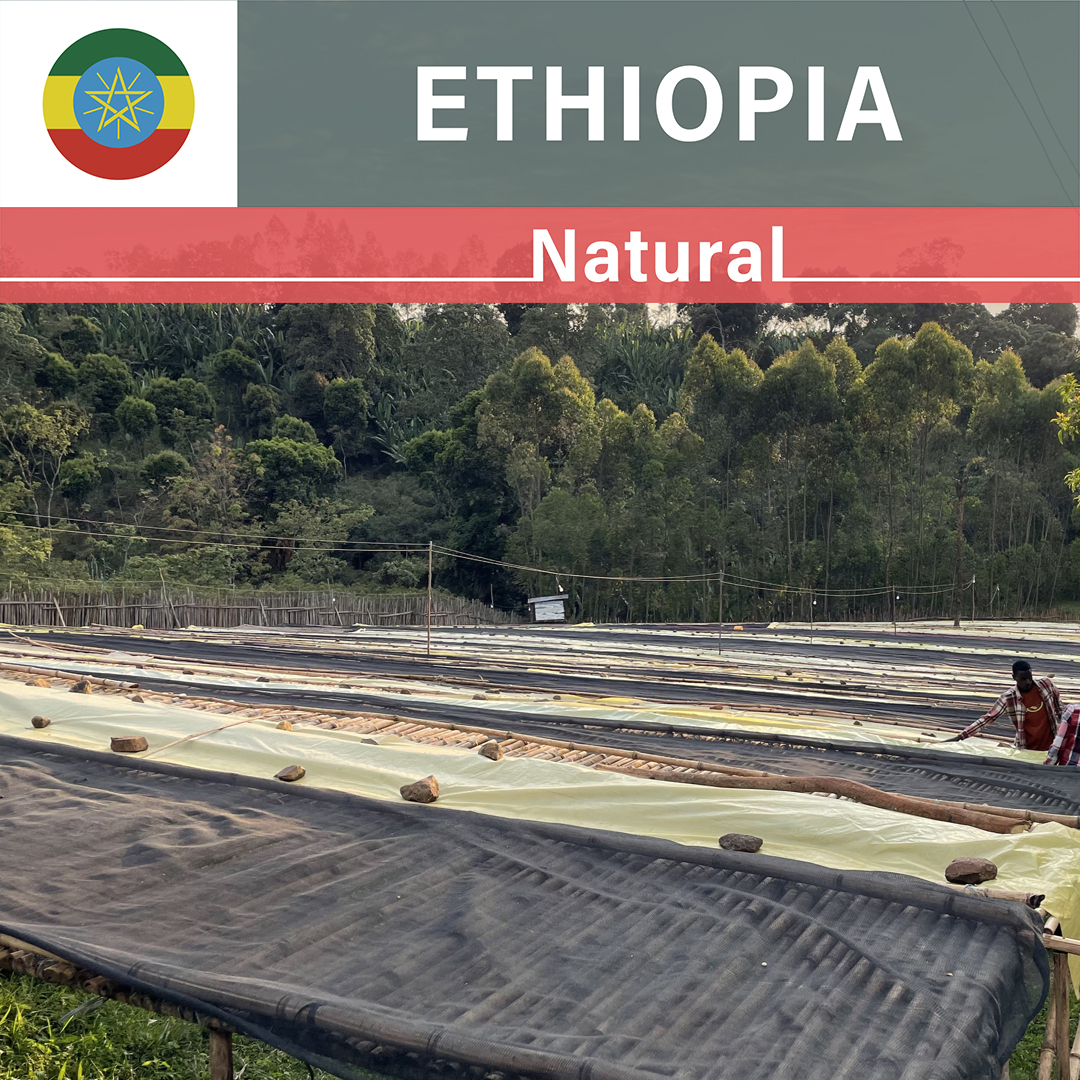Ethiopia Bombe Natural(24/25年クロップ)