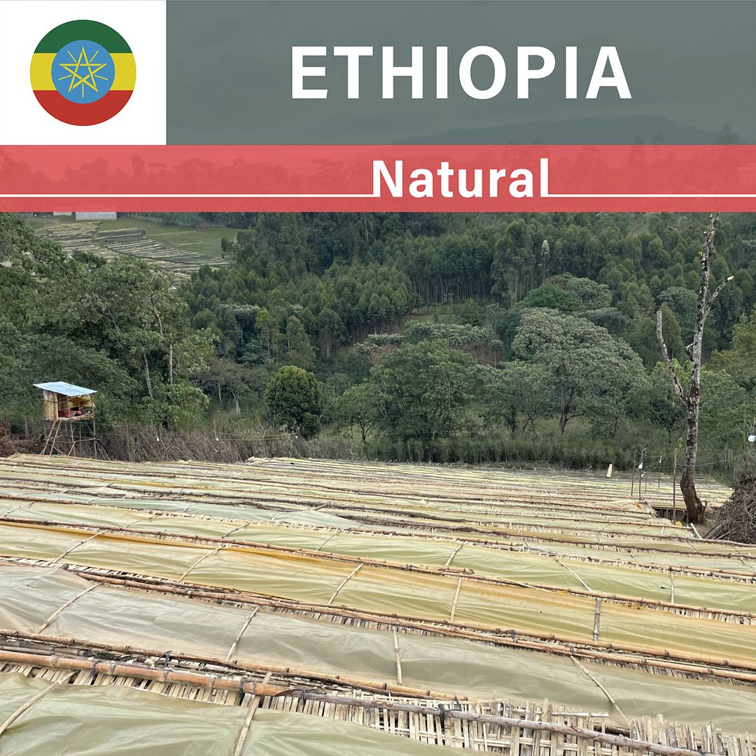 Ethiopia Shantawene Natural(24/25年クロップ)