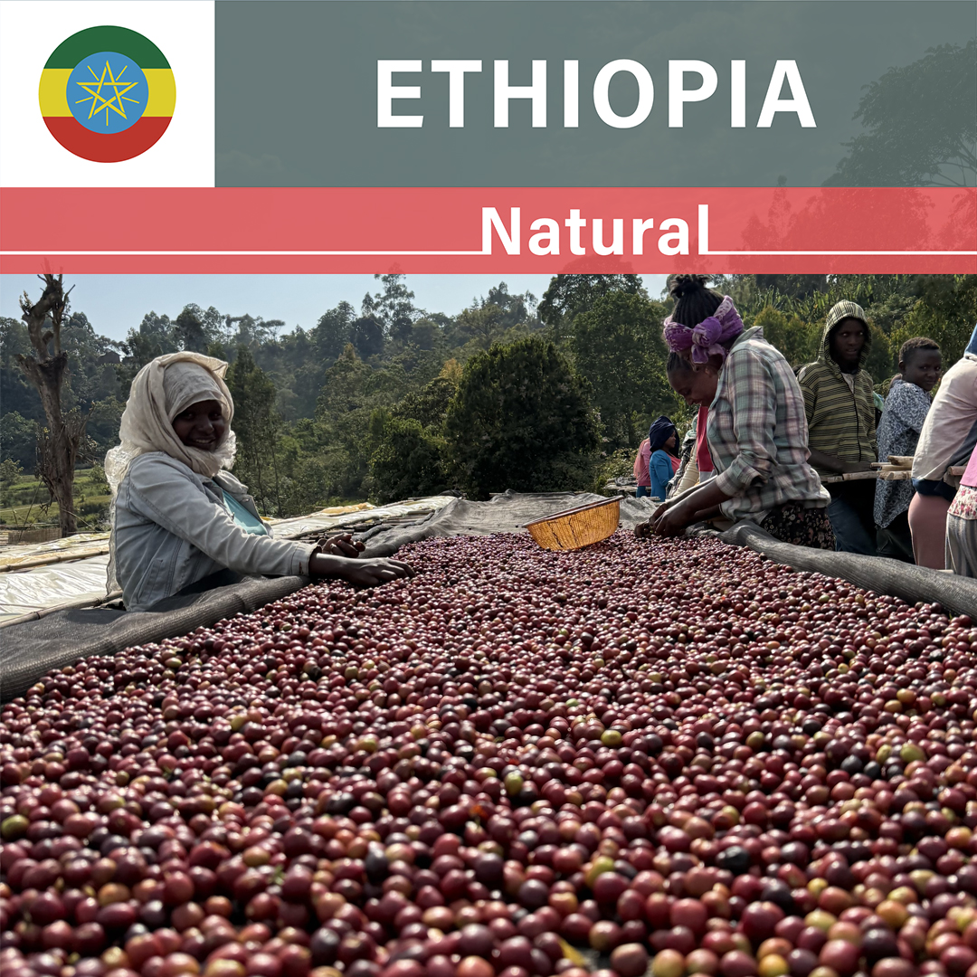Ethiopia Karamo Natural(24/25年クロップ)
