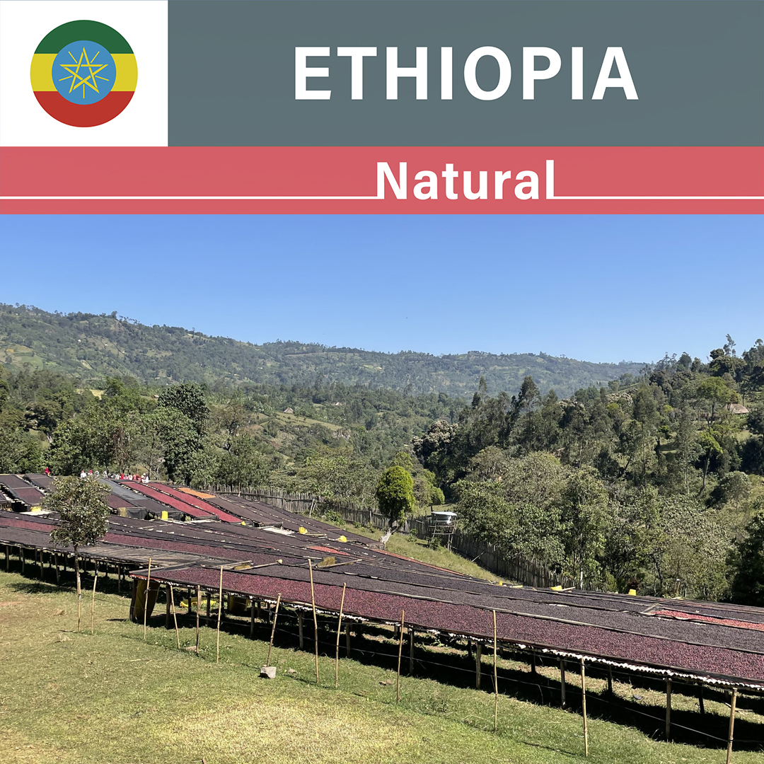 Ethiopia Morke Natural(24/25年クロップ)