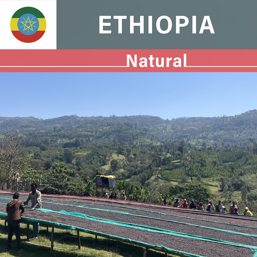 Ethiopia Baturo Natural(24/25年クロップ)