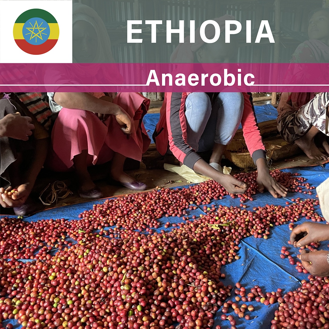 Ethiopia Karamo Anaerobic Natural(24/25年クロップ)