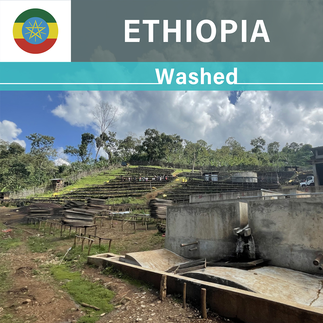 Ethiopia Idido Memiru Washed(24/25年クロップ)