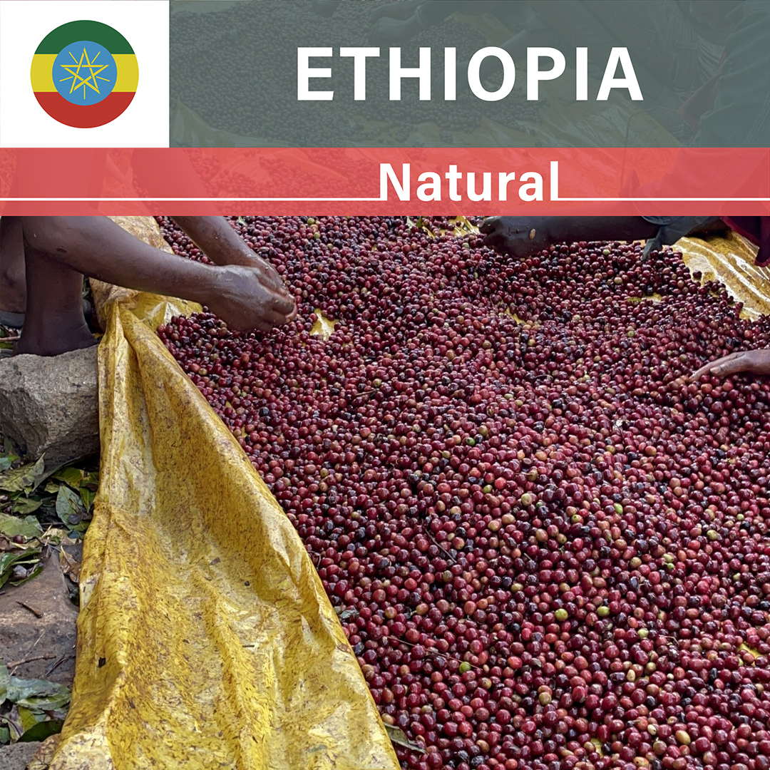 Ethiopia Idido Wachota Natural(24/25年クロップ)