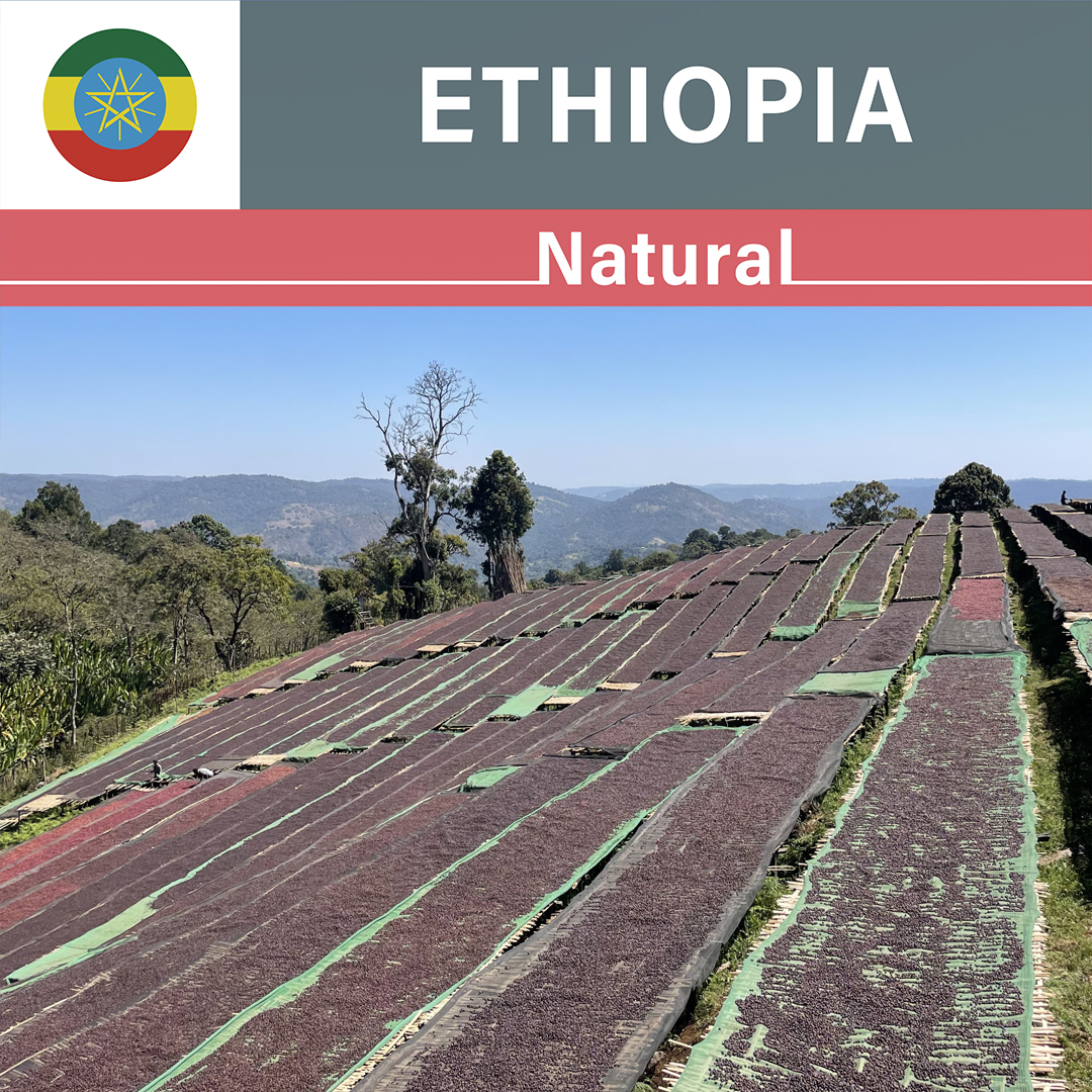 Ethiopia Uraga Hawata Natural(24/25年クロップ)