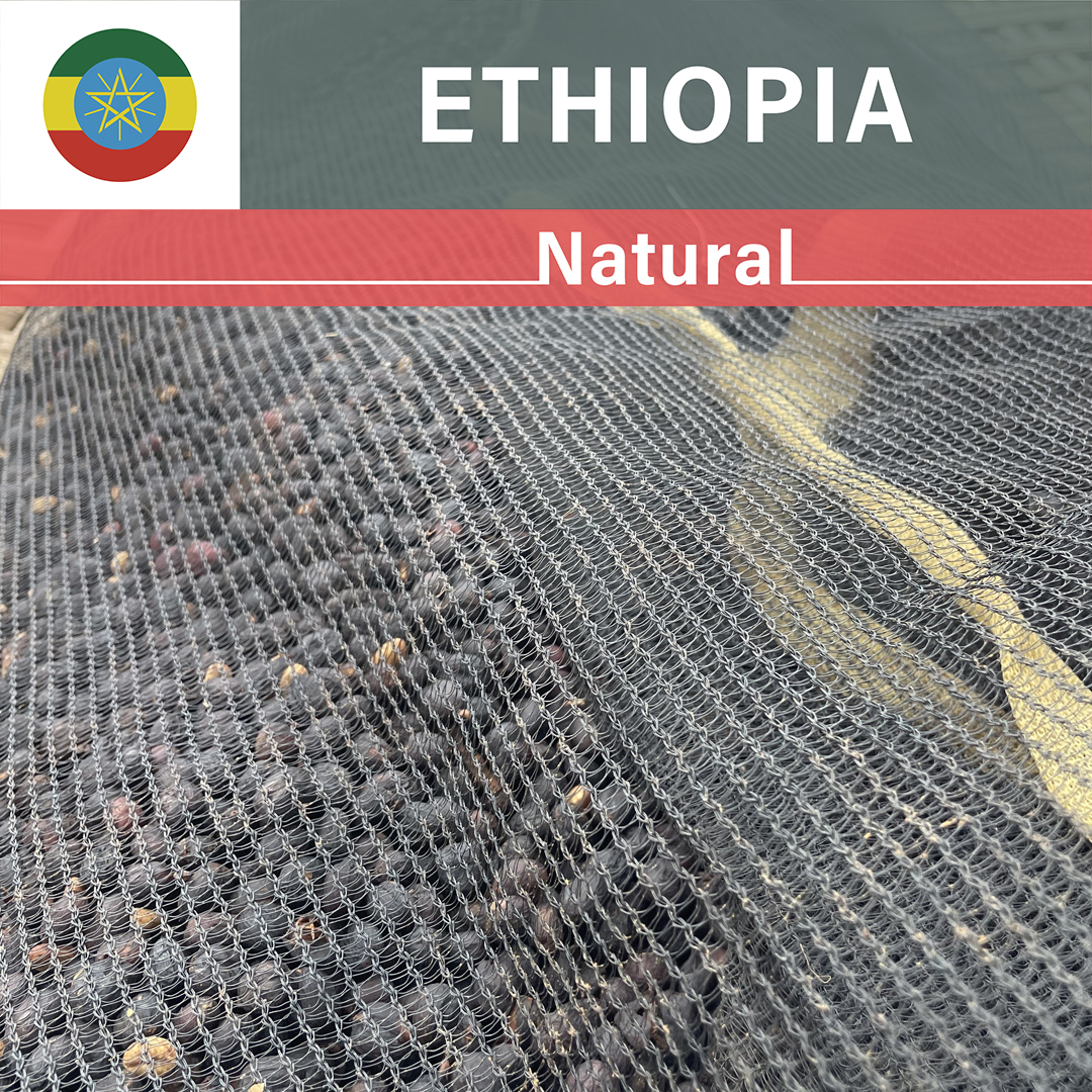 Ethiopia Hambela Dekitu Natural(24/25年クロップ)