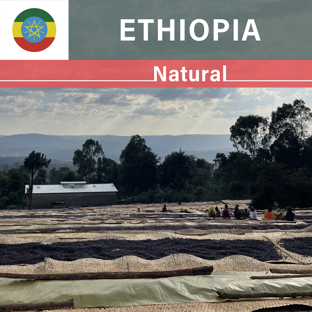 Ethiopia Chelchele Tariku Natural(24/25年クロップ)