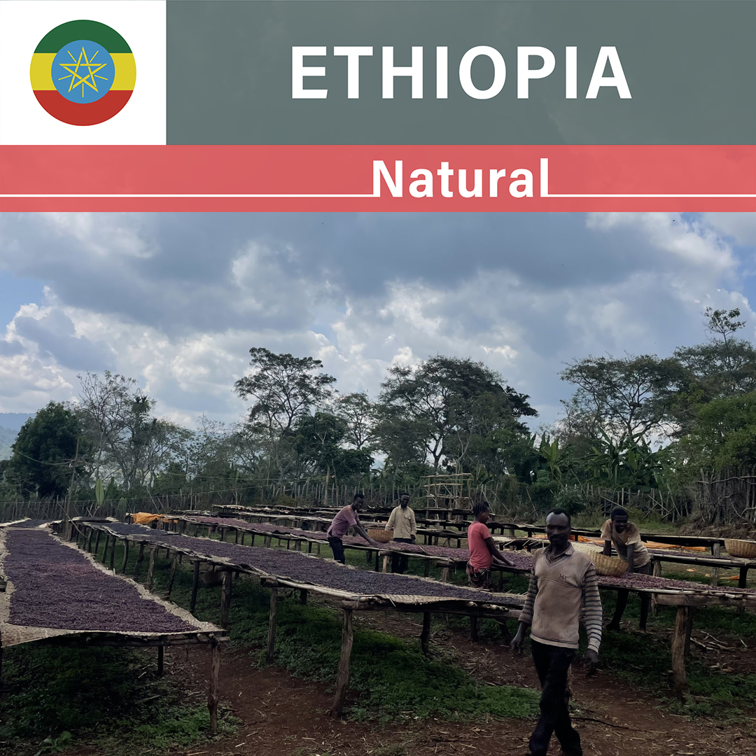 Ethiopia Chelchele Bekele Natural(24/25年クロップ)