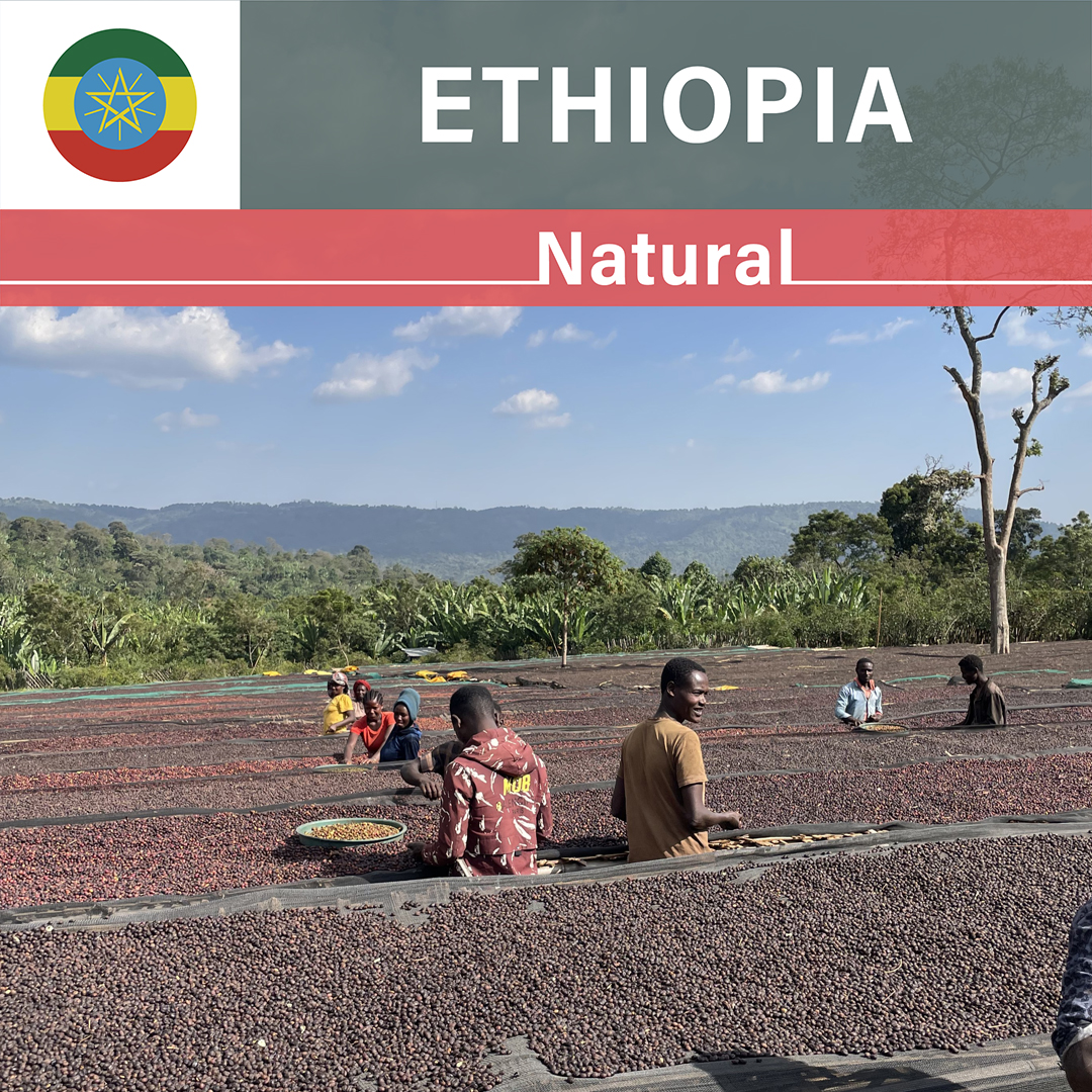 Ethiopia Dula Mazoria Natural(24/25年クロップ)