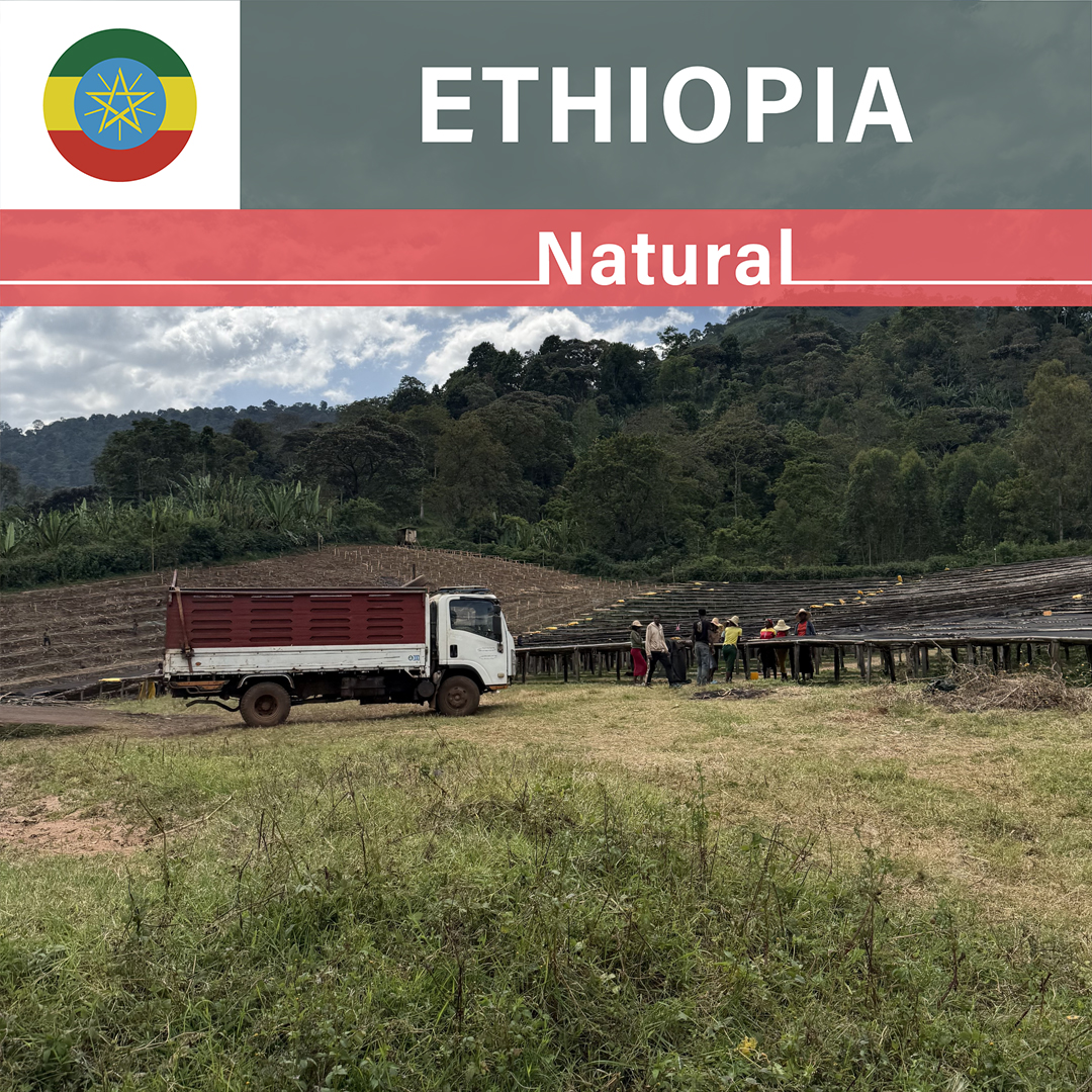 Ethiopia Taratu Natural(24/25年クロップ)
