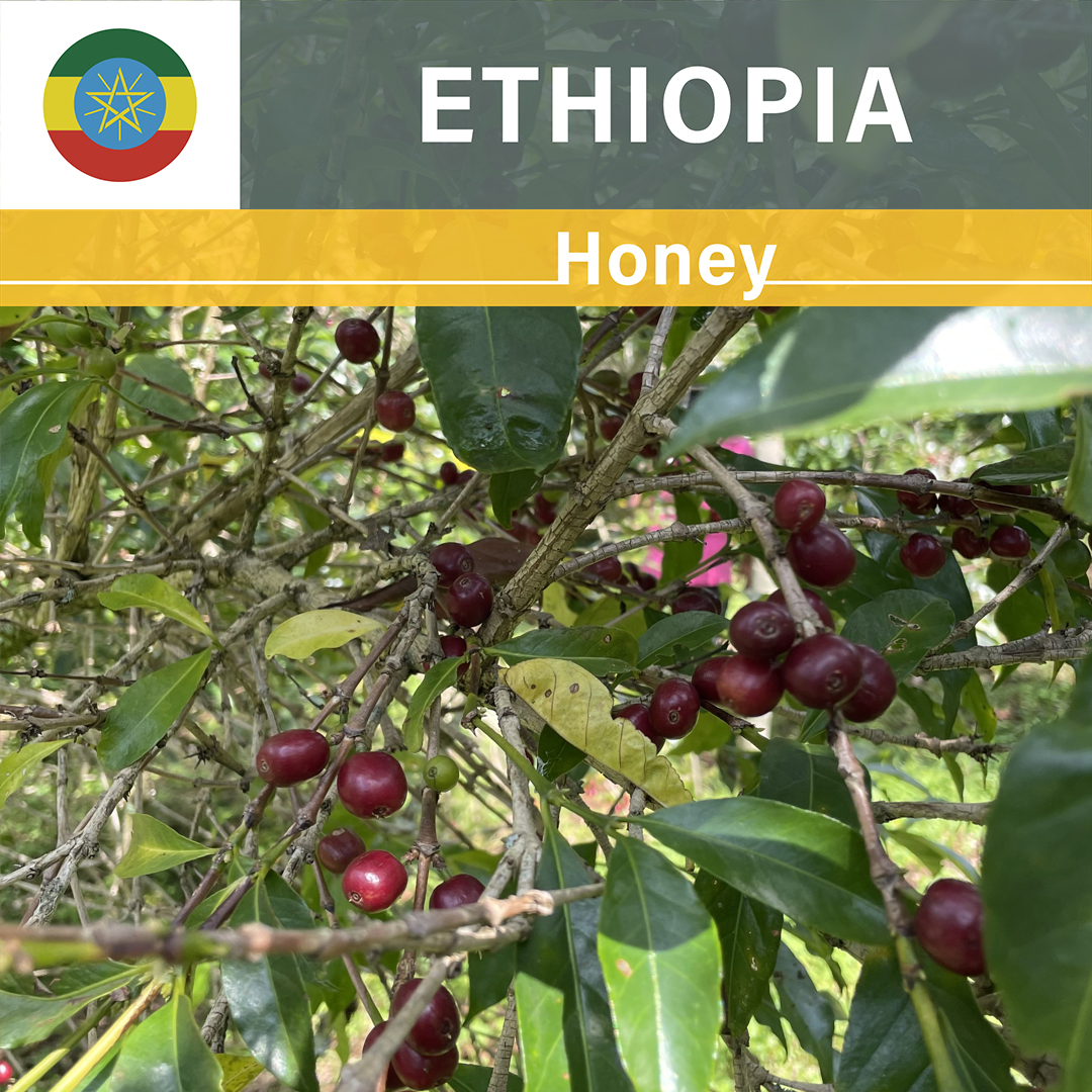 Ethiopia Gotiti Reku Custom Honey (24/25年クロップ)